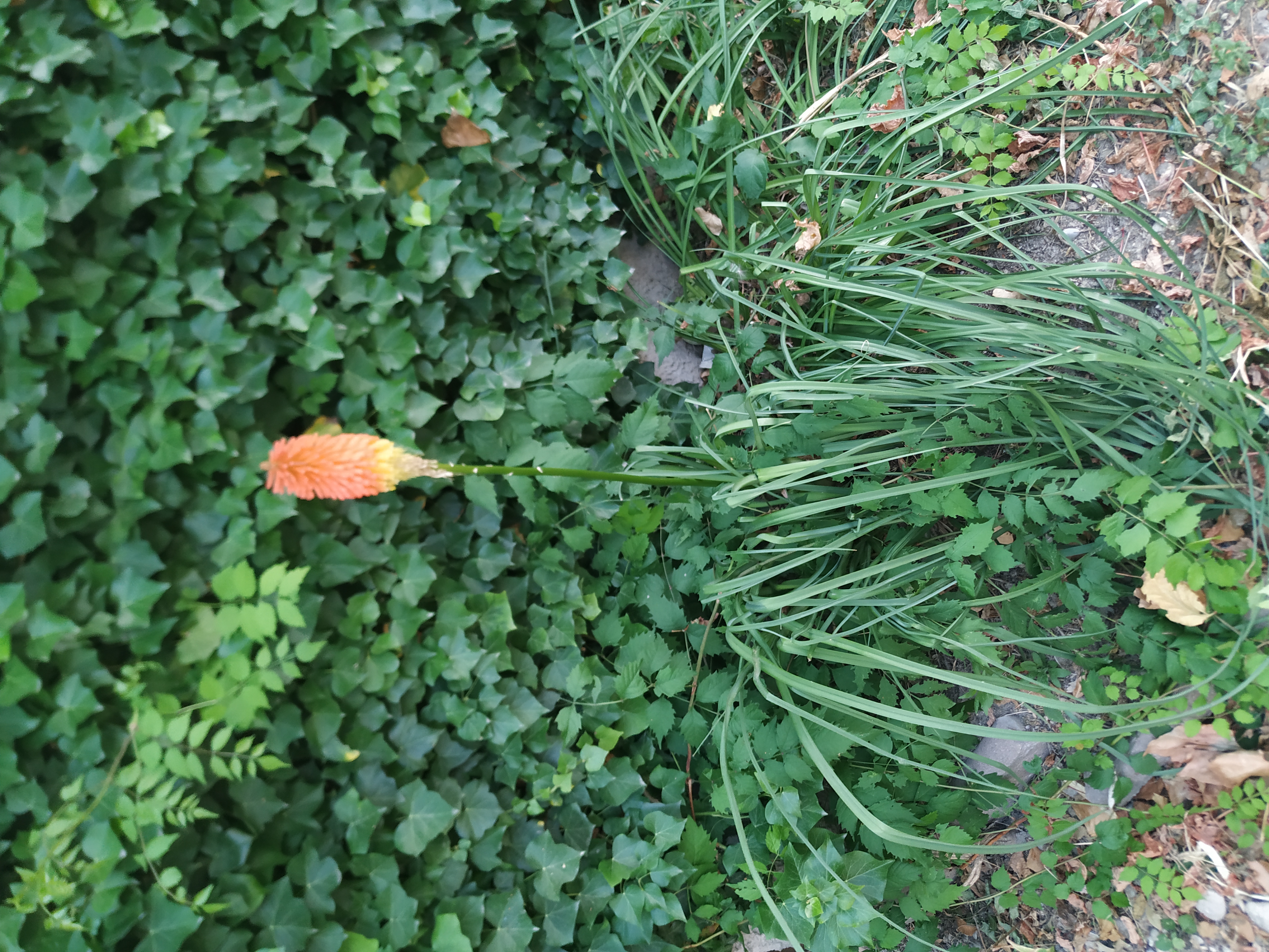 very unique orange flower